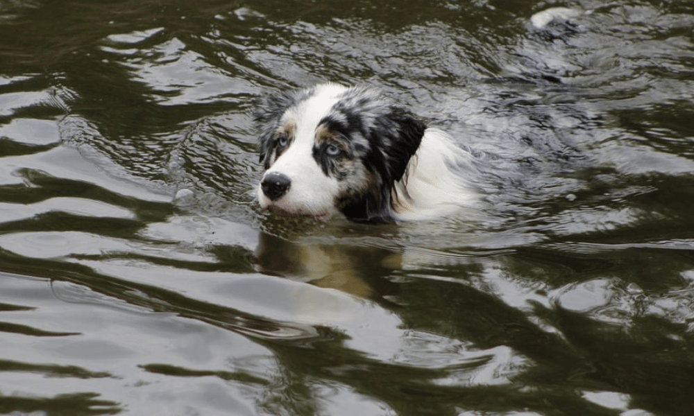 Dog swimming in the River Wye surrounded by nature near Hay-on-Wye – ideal for pet-friendly holidays