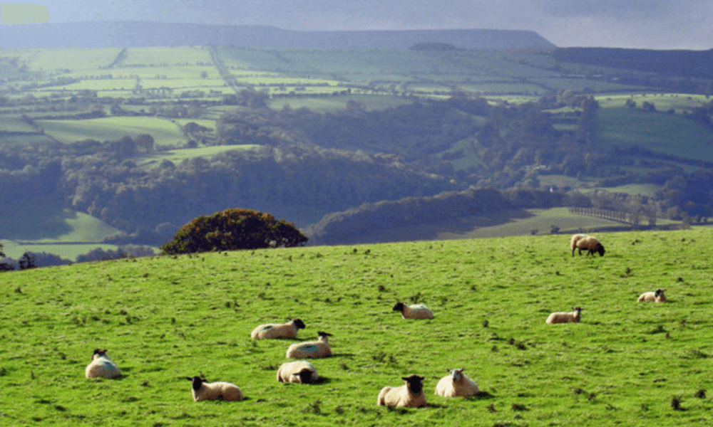 Scenic hiking trail in the Golden Valley – peaceful countryside walks ideal for dogs and nature lovers