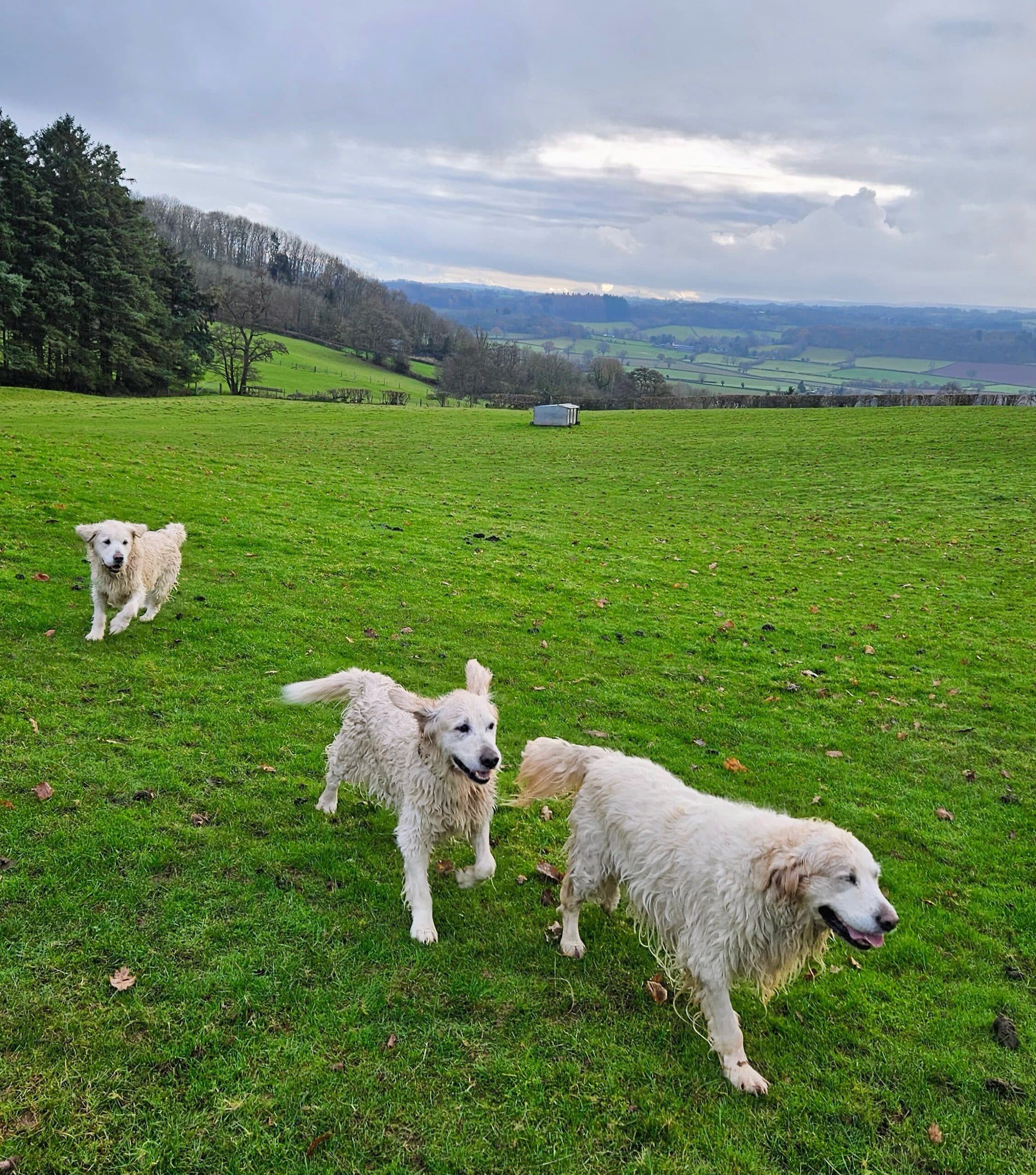 Three wet Golden retrievers running in a field Hay-on-Wye