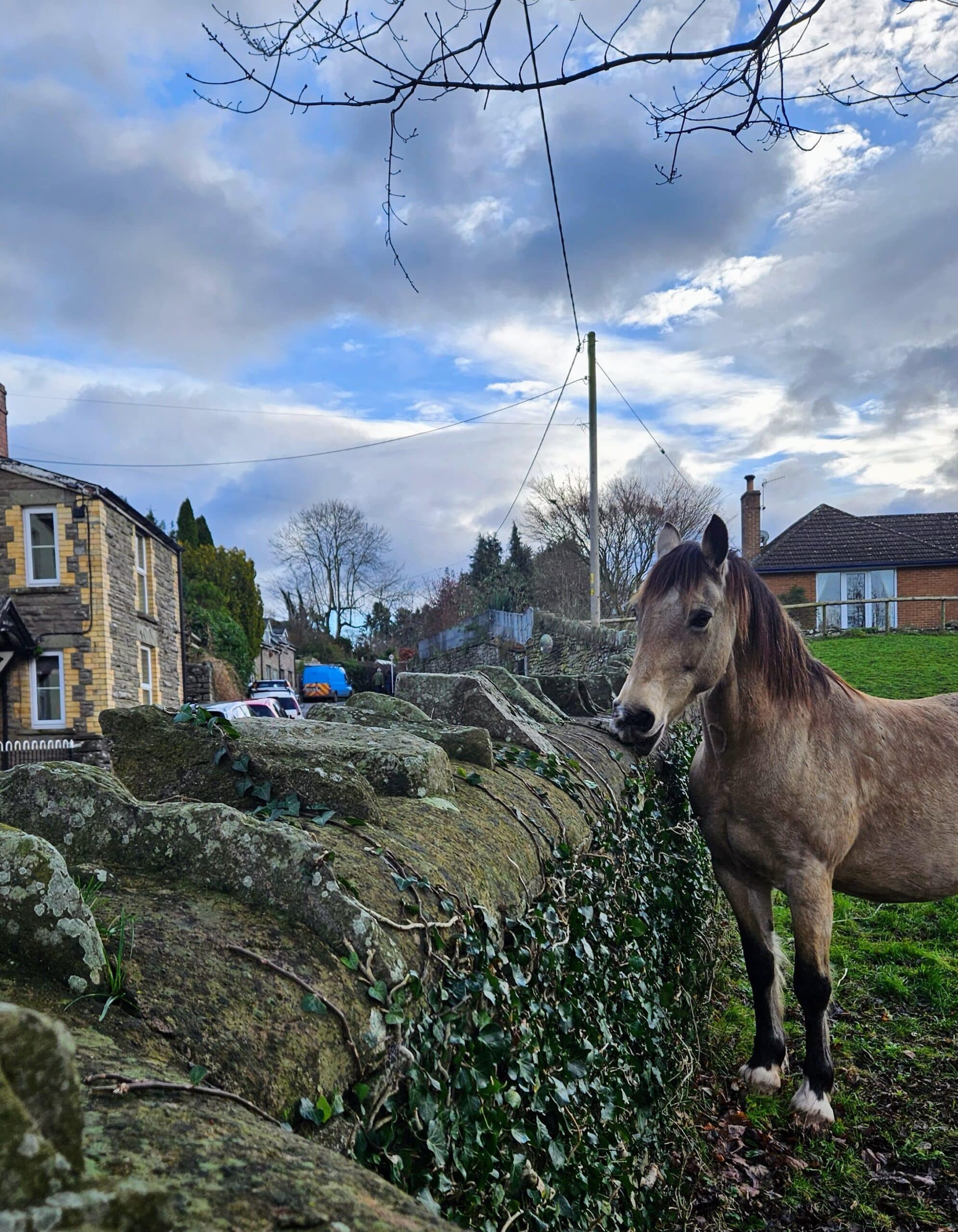 horse standing near the hay holiday cottage